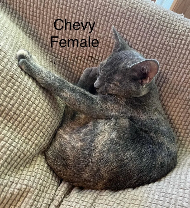A young medium-sized female Dilute Calico cat named Chevy for adoption in Locust Grove, VA
