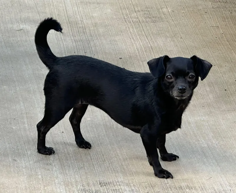 A young small-sized female Chihuahua dog named Cici for adoption in Rogersville, TN