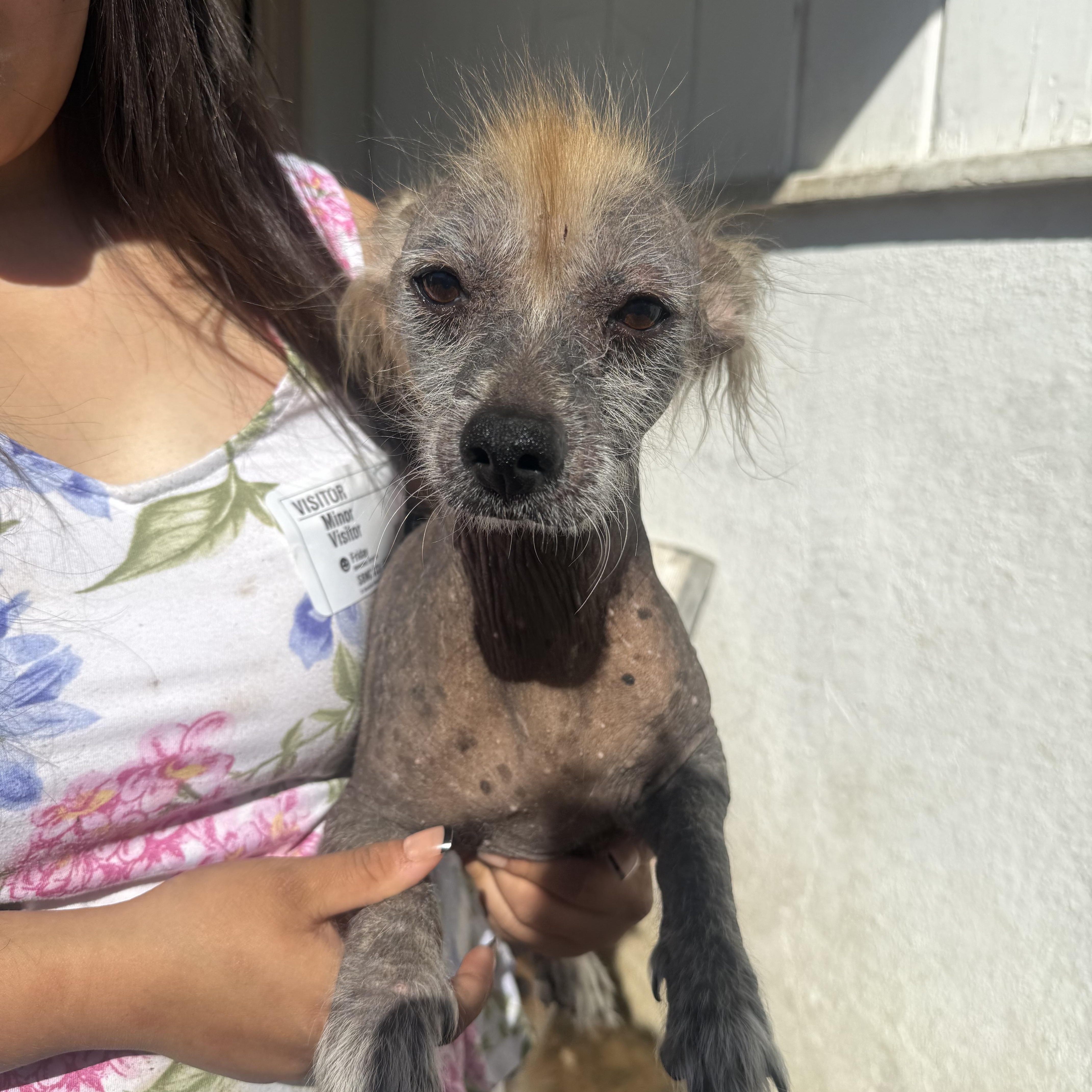 An adult small-sized male Xoloitzcuintli / Mexican Hairless dog named Putzie for adoption in Corona, CA