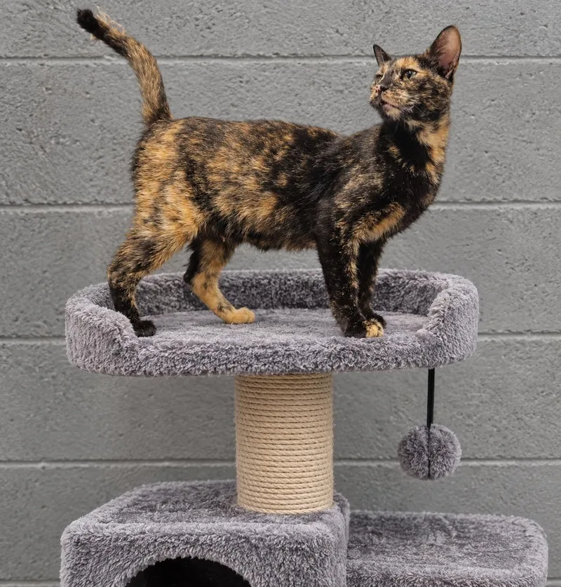 A young medium-sized female Tortoiseshell cat named Skully for adoption in Orangeburg, SC