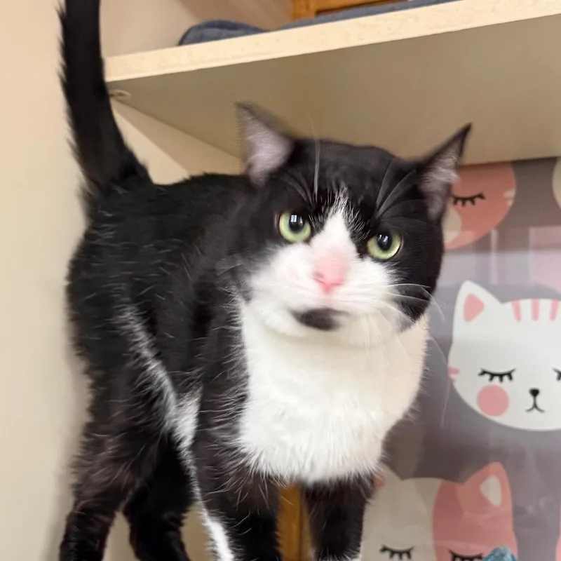An adult medium-sized female Black Domestic Short Hair cat named Zoe for adoption in Lauderhill, FL