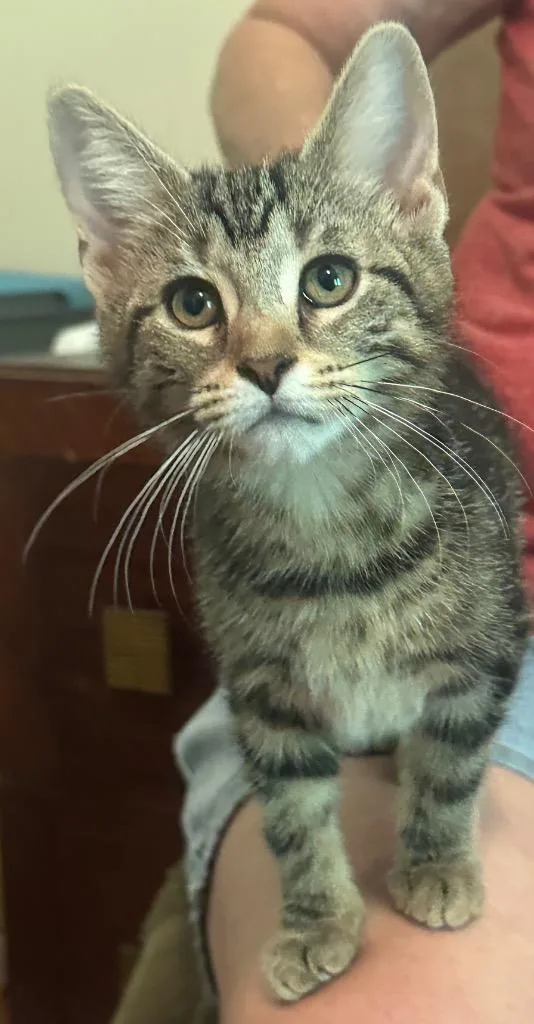 A baby medium-sized female Domestic Short Hair cat named Daffodil for adoption in La Porte, IN