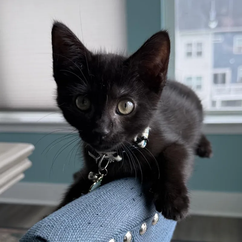 A baby small-sized male Black Domestic Short Hair cat named Paysanne for adoption in Frederick, MD