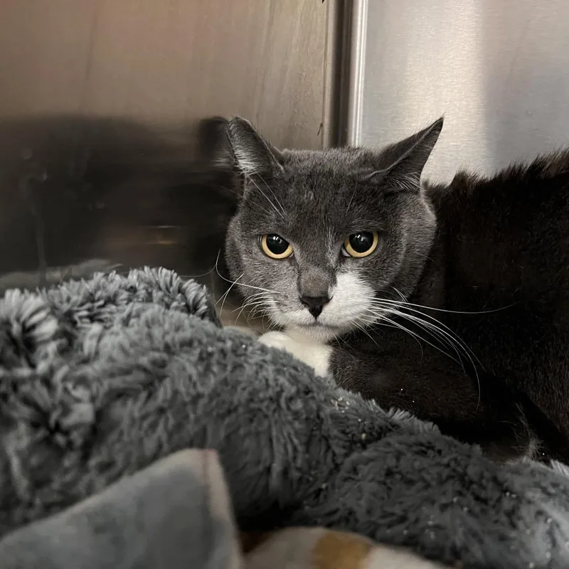 A young medium-sized female Gray / Blue / Silver Domestic Short Hair cat named Lucy for adoption in Las Vegas, NV