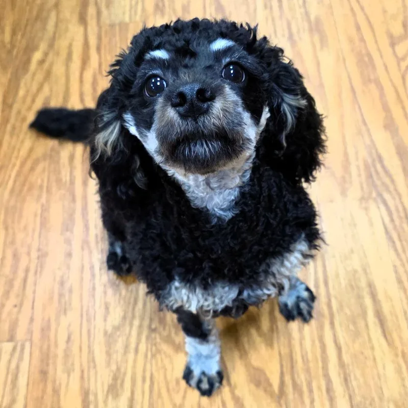 A baby small-sized male Cavalier King Charles Spaniel dog named Kashmere for adoption in Michigan City, IN