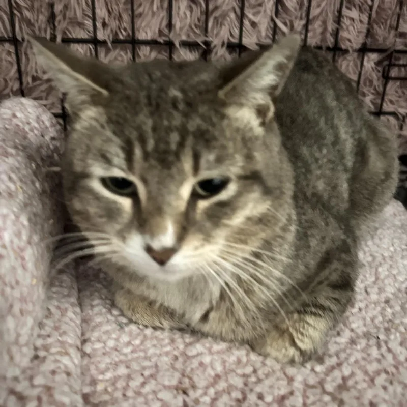 An adult small-sized male Gray / Blue / Silver Domestic Short Hair cat named Riley for adoption in Brooklyn, NY