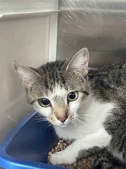 A young small-sized female Domestic Short Hair cat named Sable for adoption in Pearland, TX