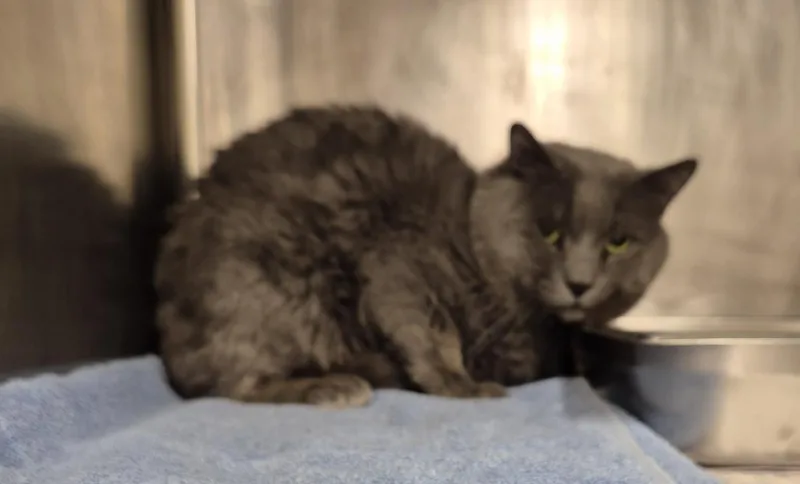 A senior medium-sized male Domestic Short Hair cat named Sage for adoption in Hagerstown, MD