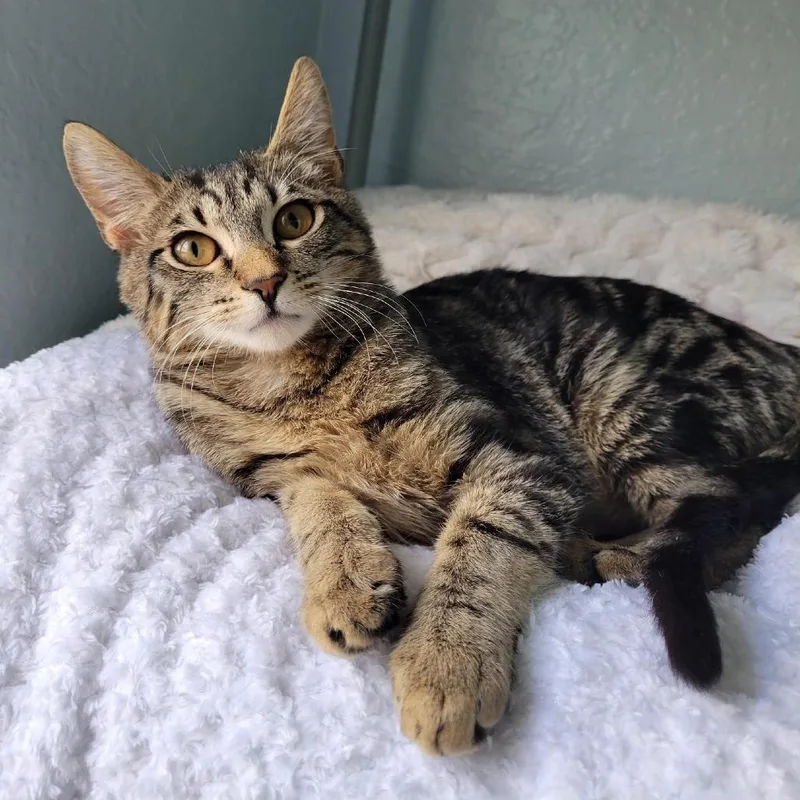 An adult small-sized female Brown / Chocolate Domestic Short Hair cat named Mabel for adoption in Lutz, FL