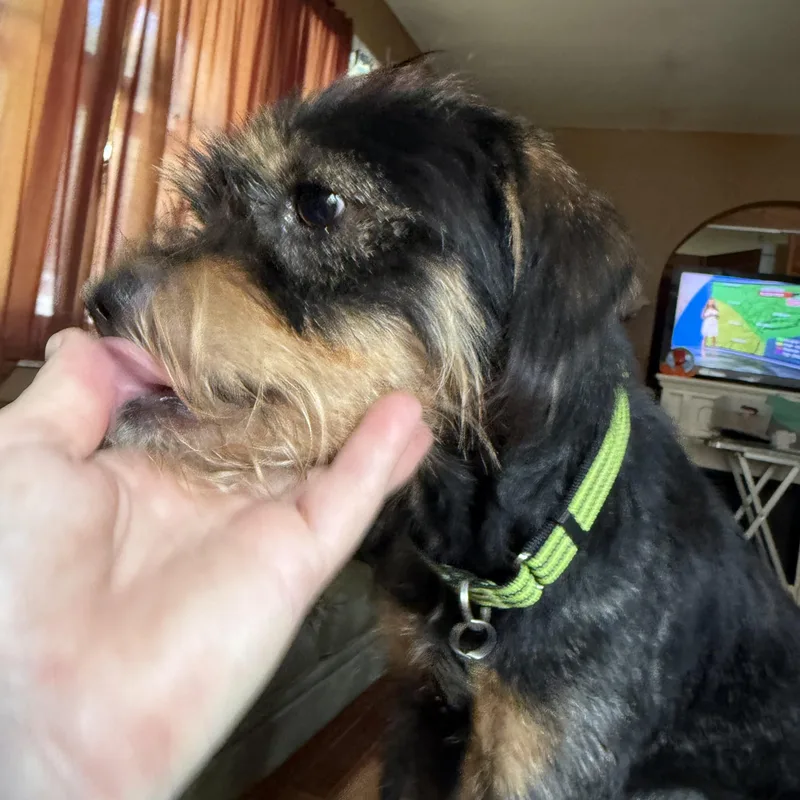An adult small-sized male Wirehaired Terrier dog named Jj for adoption in Pleasant Valley, NY