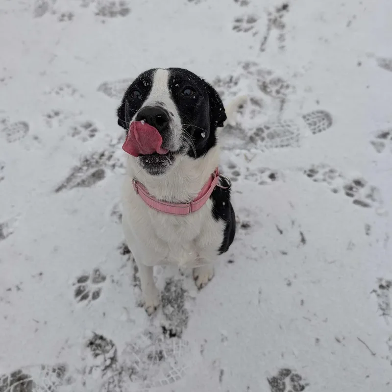 An adult medium-sized female White / Cream Hound dog named Jumper for adoption in Enfield, NH