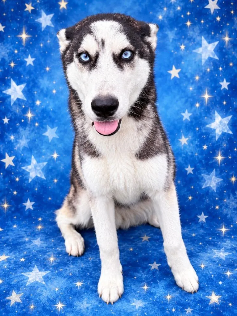A young medium-sized male Husky dog named Herman for adoption in Wauchula, FL