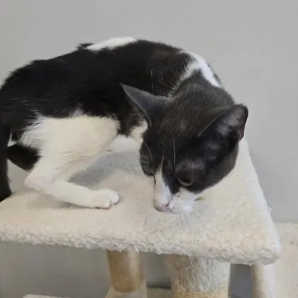 A young small-sized female Domestic Short Hair cat named Dina for adoption in Janesville, WI