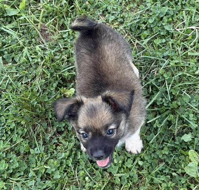 A baby small-sized male Chiweenie dog named Kai for adoption in Lafayette Hill, PA
