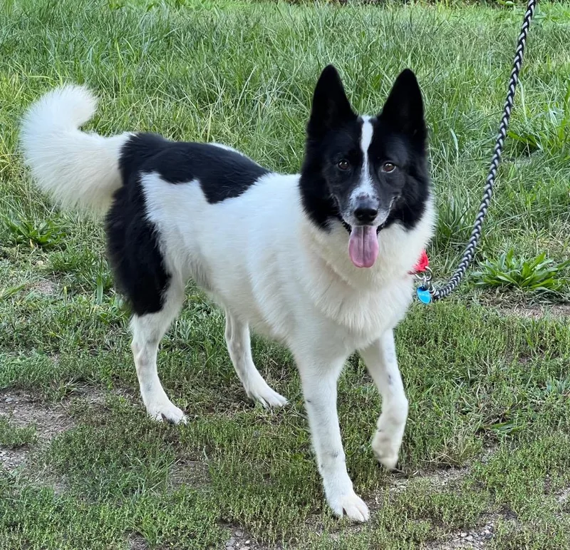 An adult medium-sized male Husky dog named Chance for adoption in Medfield, MA