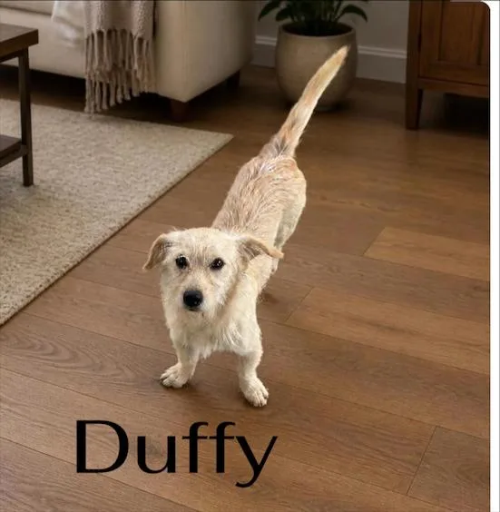 Duffy thumbnail 2