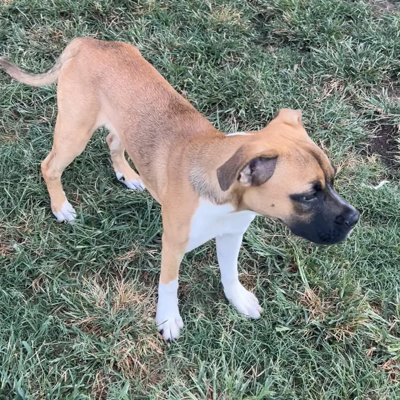 A baby medium-sized female Bicolor Boxer dog named Harley Quinn for adoption in Manvel, TX