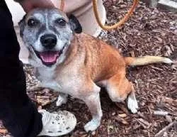 An adult medium-sized female Australian Shepherd dog named Cutie Pie for adoption in Sudbury, MA
