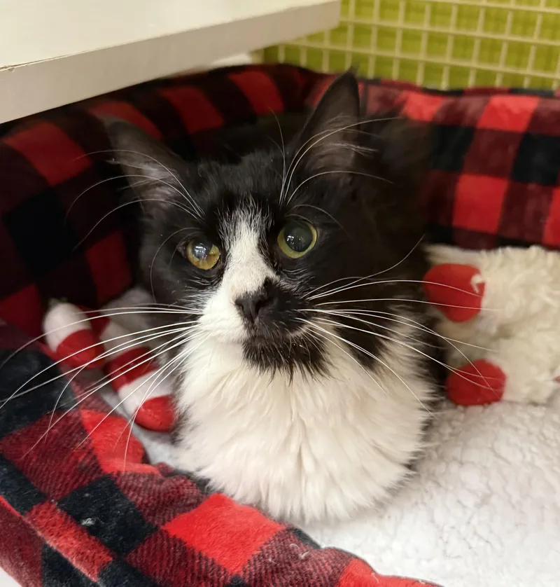 Cleopatra thumbnail 2