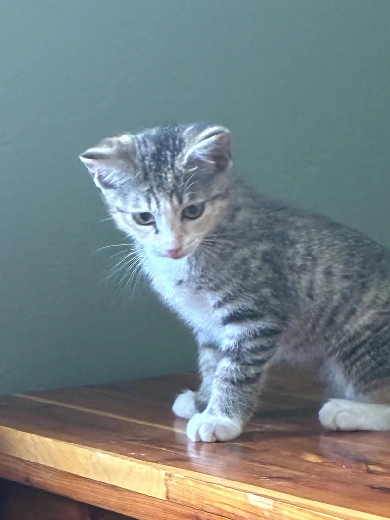 A baby medium-sized female Tabby cat named Iris for adoption in Buford, GA