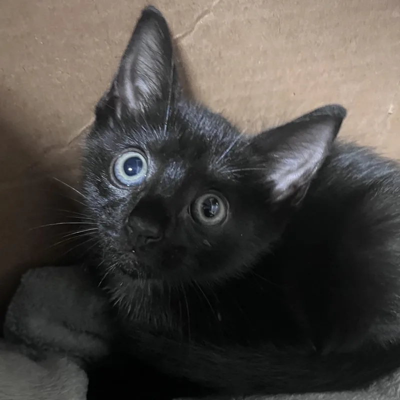 A baby small-sized male Black Domestic Short Hair cat named Zack for adoption in Tampa, FL