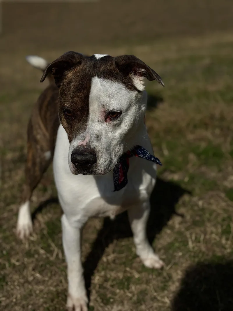 Merrick A Good Boy! thumbnail 2