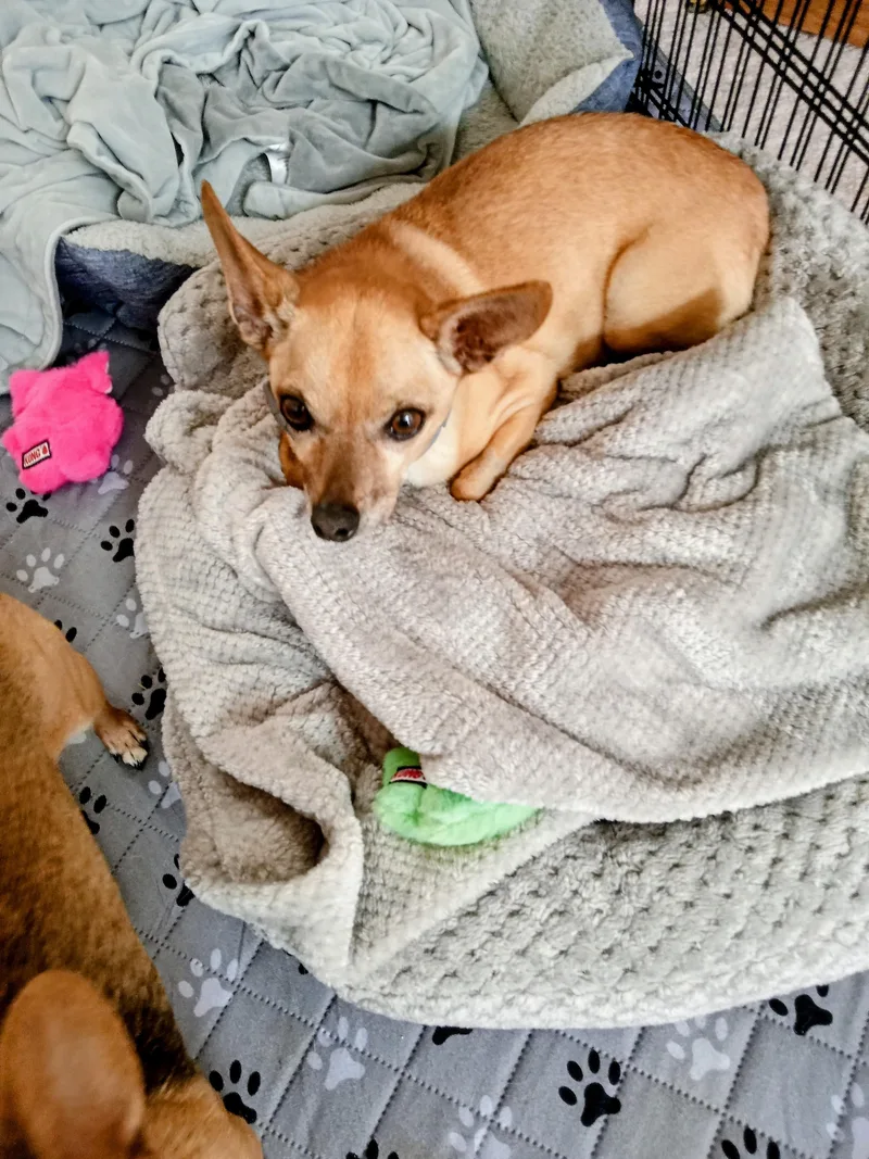 An adult small-sized female Brown / Chocolate Chihuahua dog named Peppy Lou for adoption in Albuquerque, NM