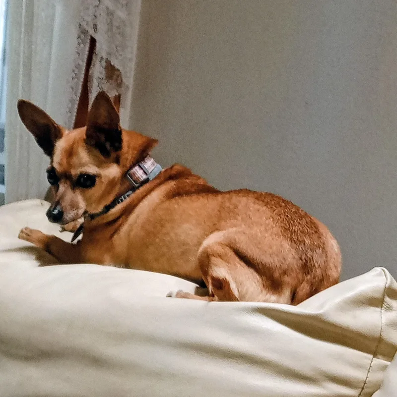 Peppy Lou thumbnail 2
