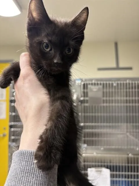 A baby small-sized male Domestic Short Hair cat named Otter Pop for adoption in Anchorage, AK