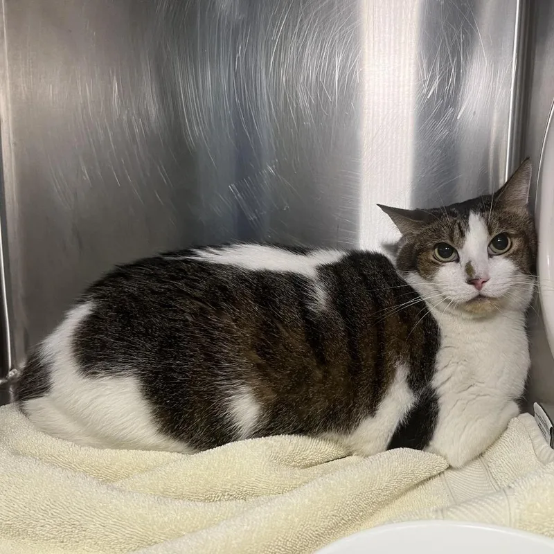 A senior large-sized male White Domestic Short Hair cat named Boy for adoption in Palm Springs, CA