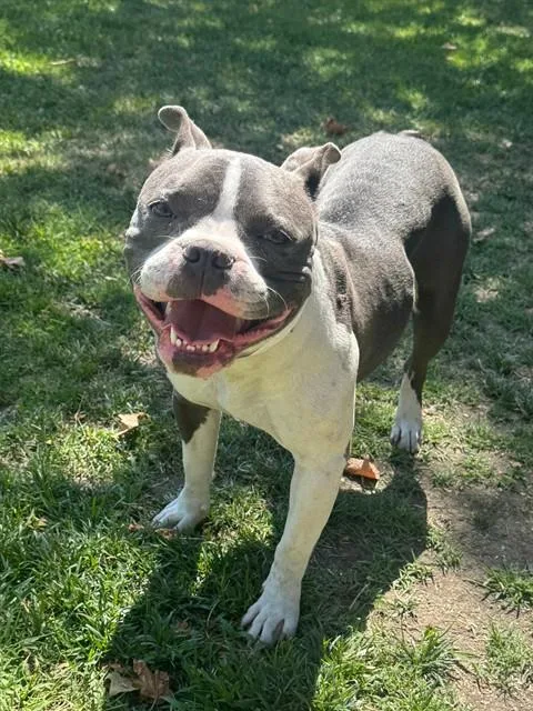 A young medium-sized female Pit Bull Terrier dog named Betty for adoption in Riverside, CA
