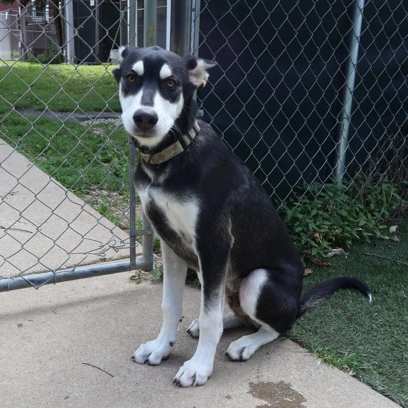 A young medium-sized male Black Mixed Breed dog named Lewis for adoption in Saint Charles, MO