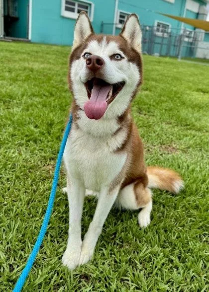 An adult large-sized male Siberian Husky dog named Lobo for adoption in Vero Beach, FL