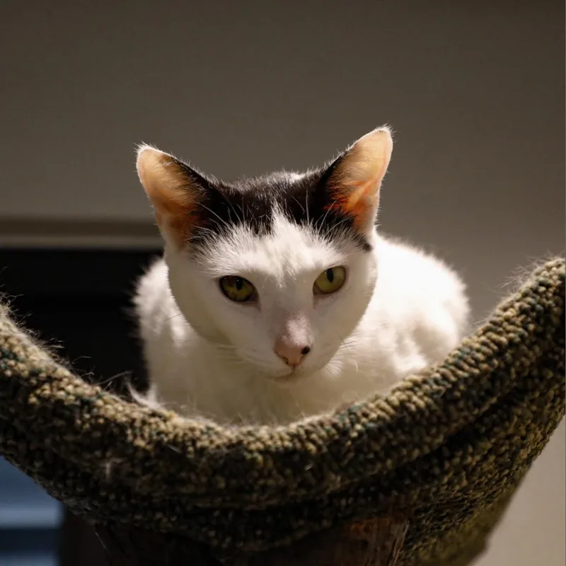 Pepper