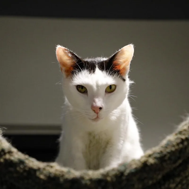 Pepper thumbnail 5