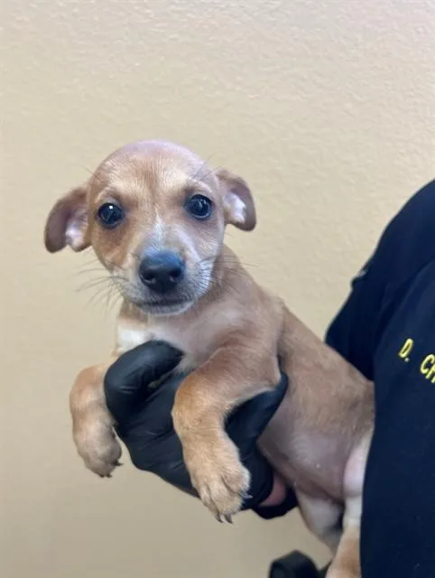 A baby small-sized female Chihuahua dog named Tinkerbell for adoption in Blythe, CA
