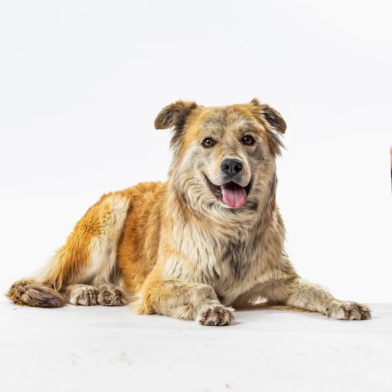 An adult small-sized male Brown / Chocolate Husky dog named Teddy for adoption in Reno, NV