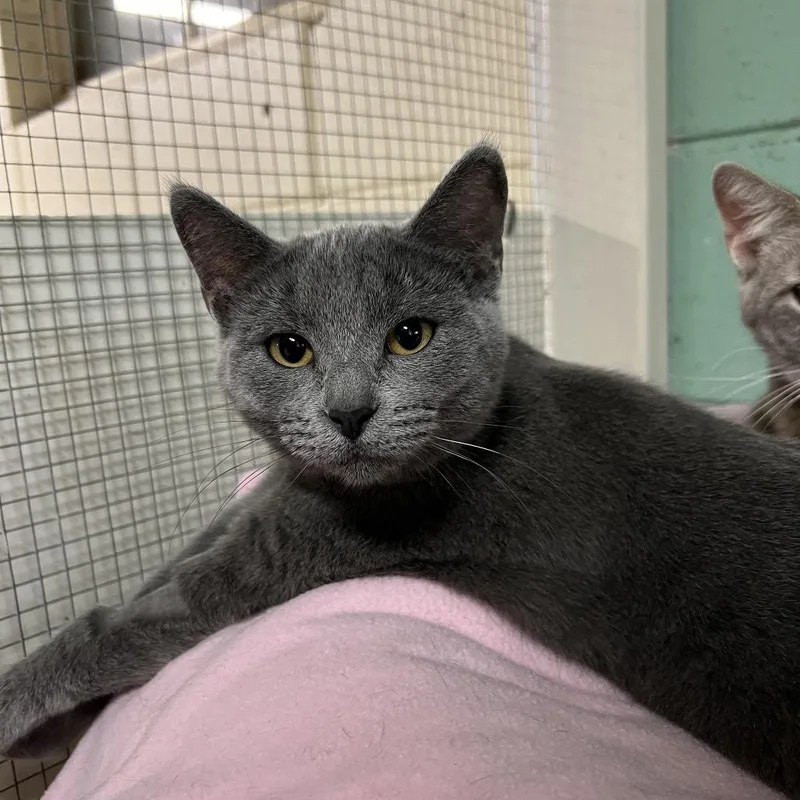 A young small-sized female Gray / Blue / Silver Domestic Short Hair cat named Double Bubble for adoption in St. Paul, MN