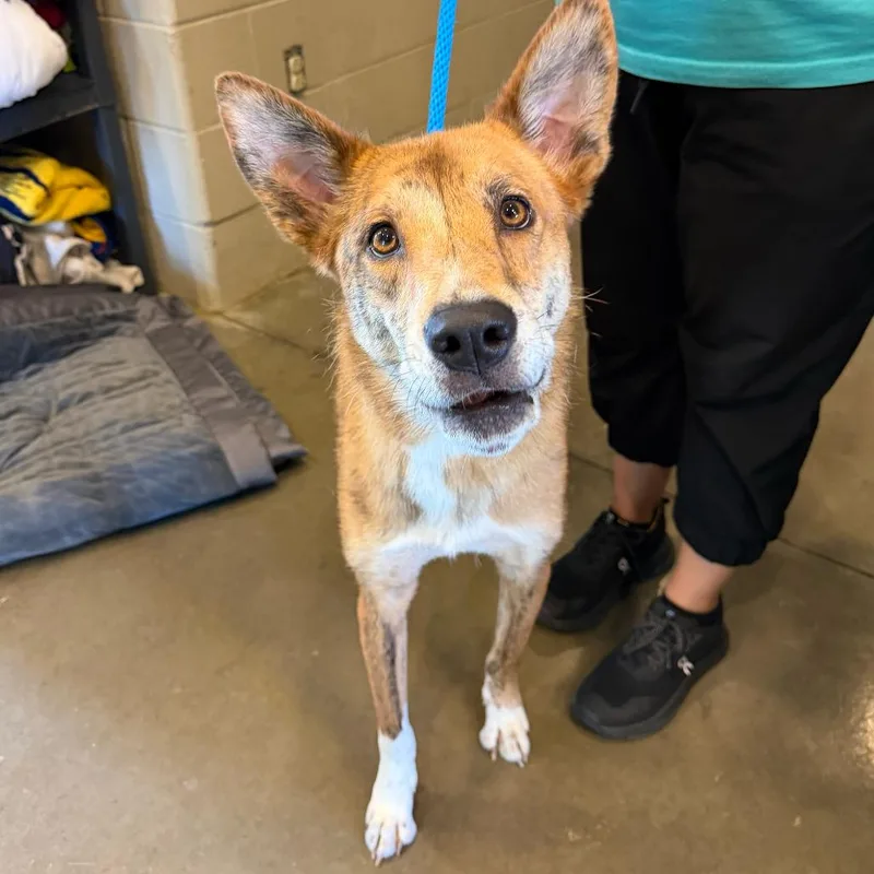 An adult medium-sized male Brown / Chocolate Shepherd dog named Bali for adoption in Wilmington, DE
