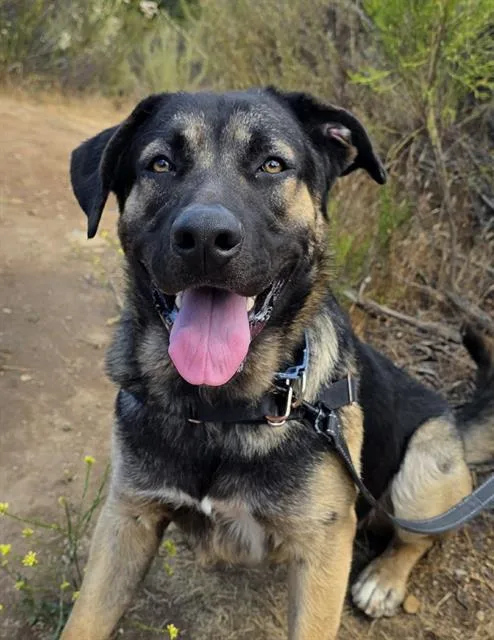 A young large-sized male German Shepherd Dog dog named Tommy for adoption in Chula Vista, CA