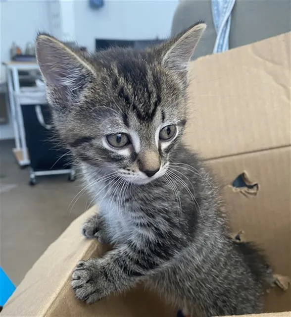 A baby medium-sized female Domestic Short Hair cat named Cloudy for adoption in Dallas, TX