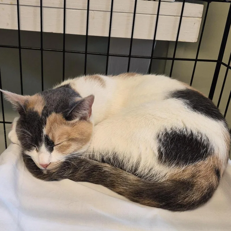 A young medium-sized female Calico Domestic Short Hair cat named Rider for adoption in Freeport, FL