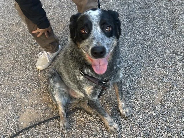 An adult large-sized male Australian Cattle Dog / Blue Heeler dog named Butch for adoption in Mesa, AZ