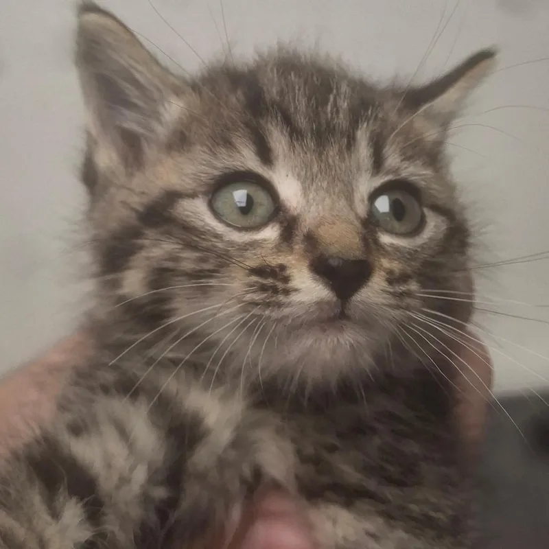 A baby small-sized female Gray / Blue / Silver Domestic Short Hair cat named Button for adoption in Birmingham, AL