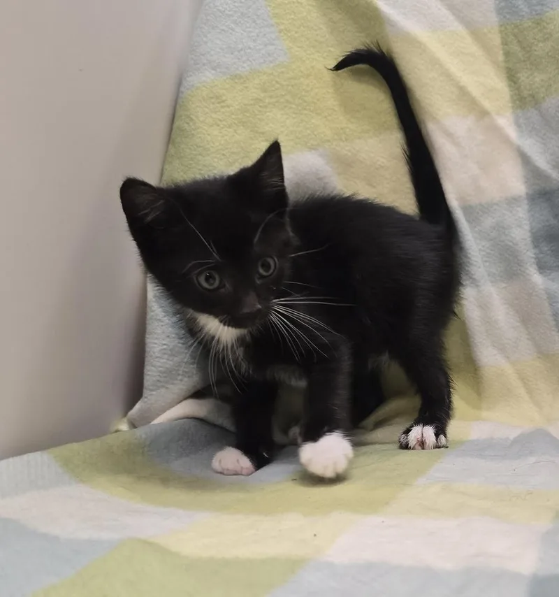 A baby small-sized male Domestic Short Hair cat named Poe for adoption in Dickson, TN