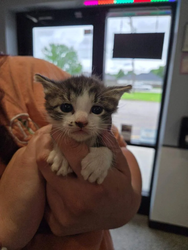 A baby small-sized male Domestic Short Hair cat named Daddy Yankee for adoption in Republic, MO