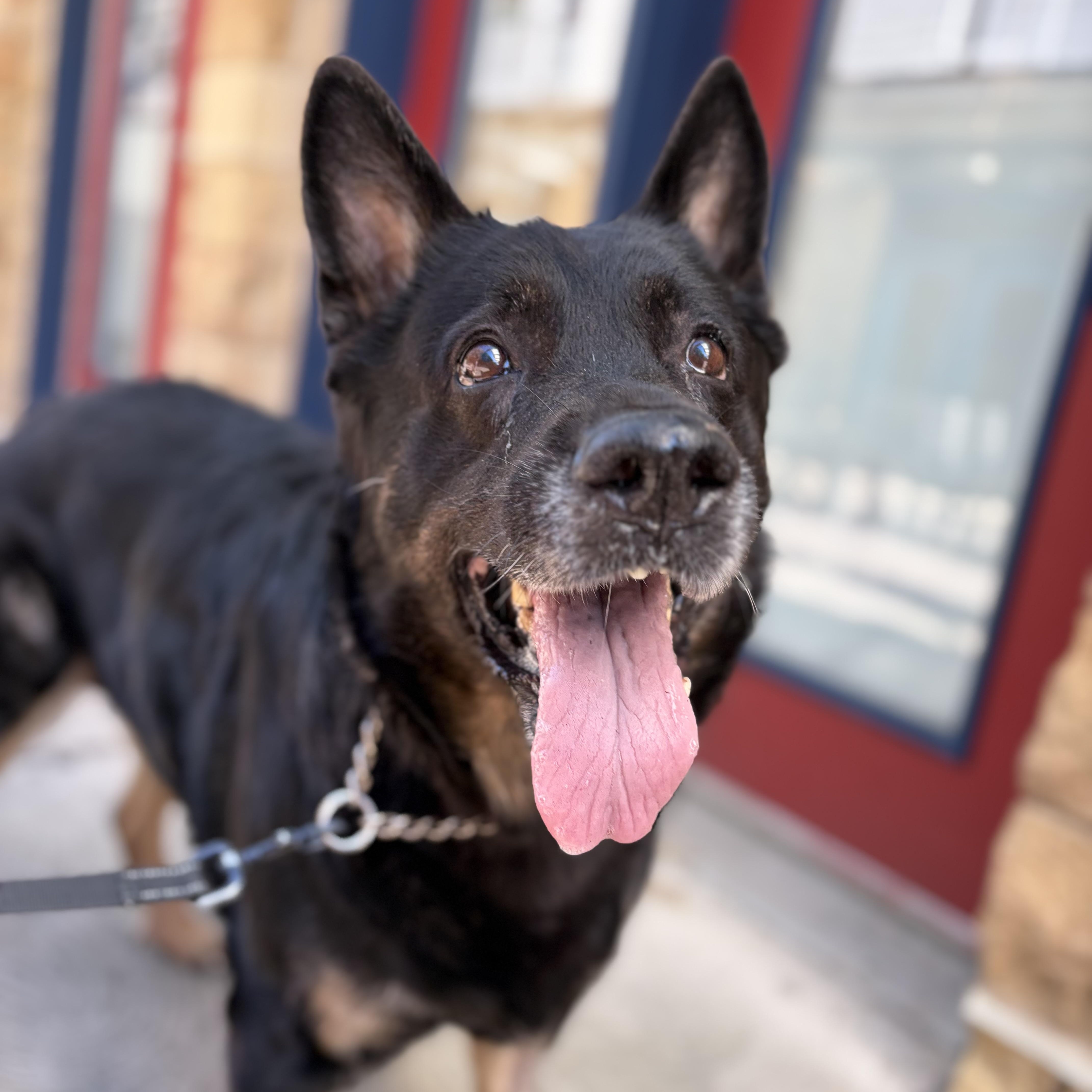 A senior large-sized female German Shepherd Dog dog named Marsha for adoption in Philadelphia, PA