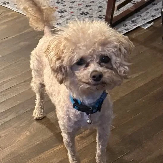 Bowie