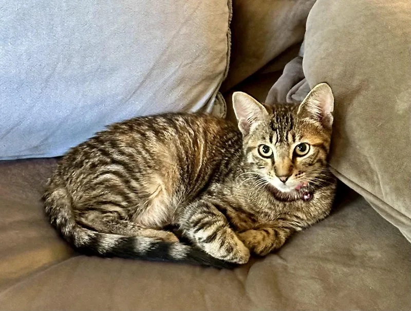 A baby medium-sized female Tabby cat named Millie for adoption in Stewartsville, NJ