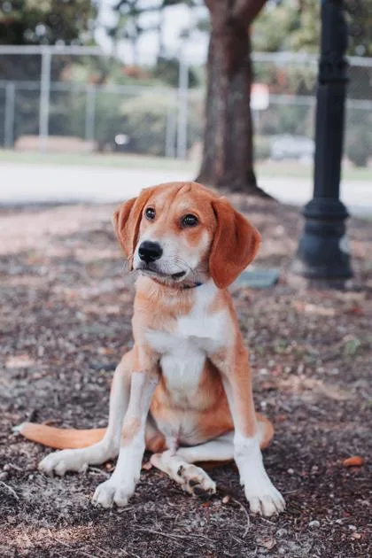 A young small-sized female Carolina Dog dog named b Joey for adoption in North Charleston, SC